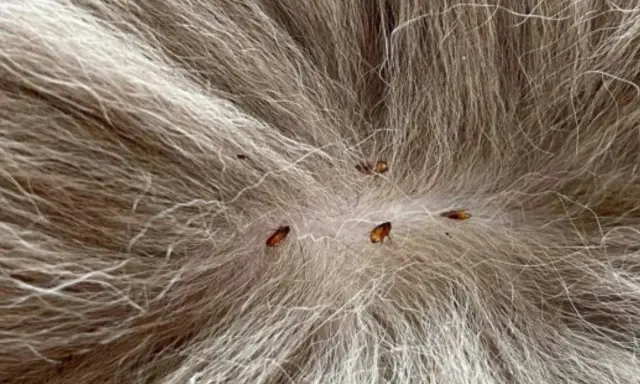 Plusieurs puces sur le pelage d'un chien, indiquant la nécessité d'un traitement antiparasitaire.
