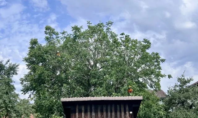 Person im Baum, um den Walnussbaum zu schneiden.