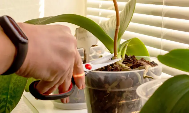 Hand mit Schere schneidet Orchideen-Stiel. Pflege für gesunde Pflanzen.