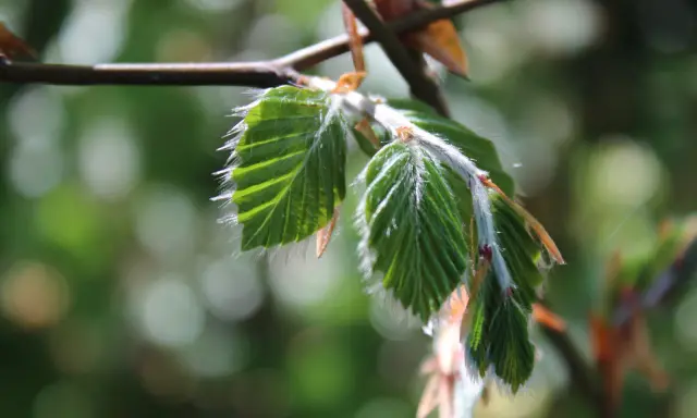 Nya, ludna blad på en gren. Perfekt för buskar som trivs i skugga.
