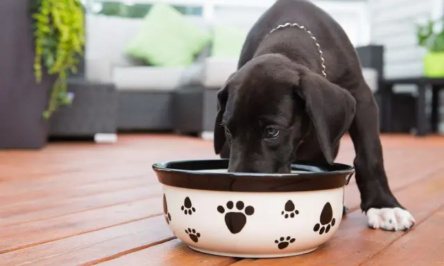 Un chiot noir boit dans une gamelle décorée de pattes. Il semble mélanger les croquettes avec de l'eau pour un repas plus facile.