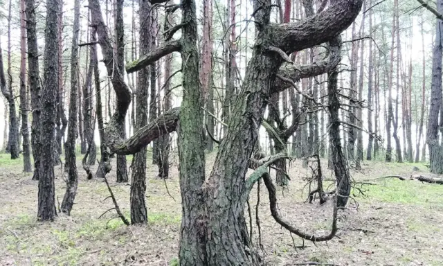 W lesie rosną krzywe drzewa w Polsce, ich pnie wiją się jak węże, tworząc niezwykły, baśniowy krajobraz.