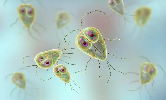 Widok mikroskopowy pasożytów Giardia, które mogą powodować problemy zdrowotne u psów.