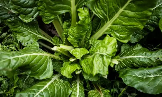 Planta de acelgas, un vegetal que se planta en julio para cosechar sus hojas verdes y nutritivas.