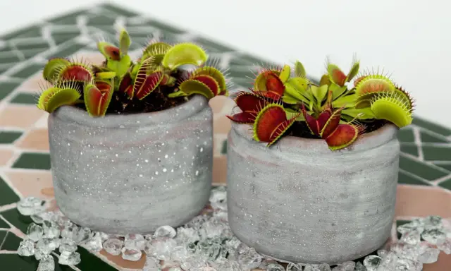 Dos macetas con plantas carnívoras, ideales para quienes buscan información sobre planta carnivora cuidados.