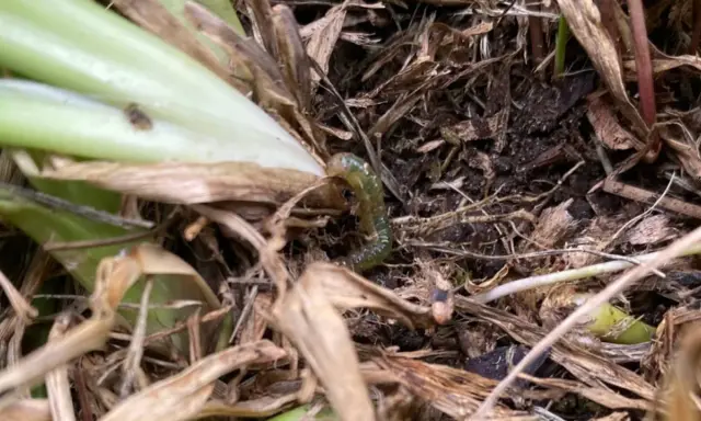 A green sod webworm larva crawls through dry grass and soil, a stage in the sod webworm life cycle.