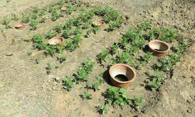 Champ de jeunes plants avec des oyas en terre cuite. On compte environ 1 oyas tous les 2 m2 pour un arrosage efficace.
