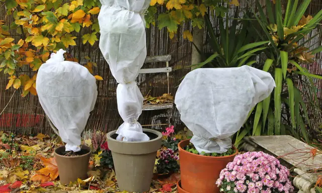 Trois plantes en pot sont emballées dans des voiles d'hivernage blancs. Peut-on laisser un voile d'hivernage tout l'hiver ? La réponse est oui, pour protéger du froid.