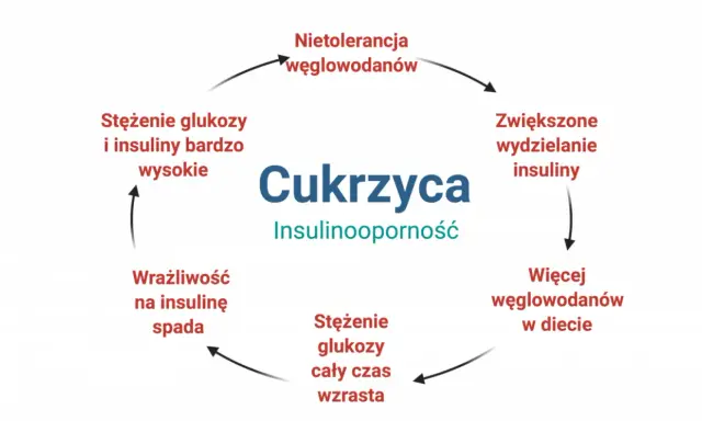 Schemat cyklu cukrzycy i insulinooporności: nietolerancja węglowodanów, zwiększone wydzielanie insuliny, więcej węglowodanów w diecie, wzrost stężenia glukozy, spadek wrażliwości na insulinę, wysokie stężenie glukozy i insuliny.