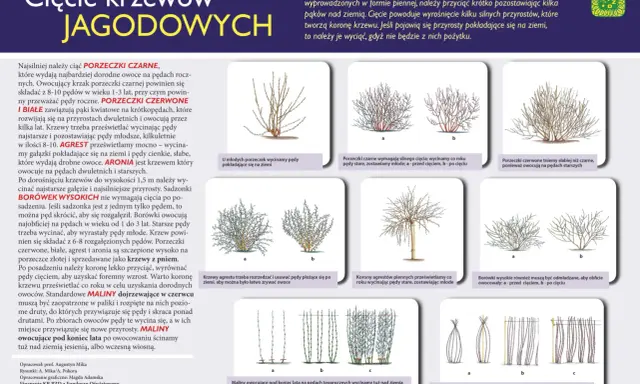 Agrest: Cięcie krok po kroku. Więcej owoców, zdrowszy krzew!