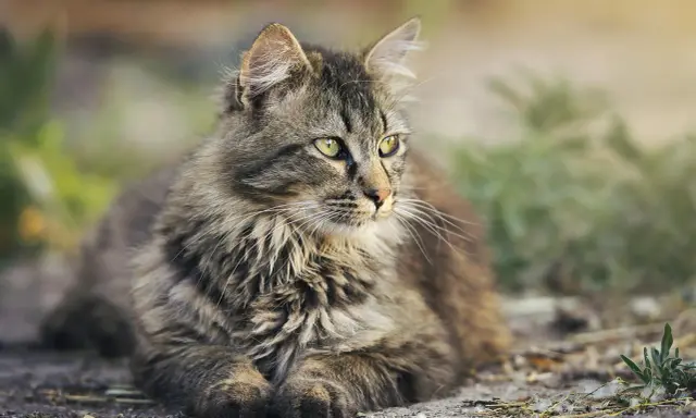 Puszysty kot o zielonych oczach, wyglądający jakby zastanawiał się, jak długo żyją koty wolno żyjące.