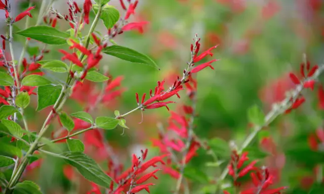 Vibrant red tubular flowers bloom on a pineapple sage plant, hinting at its culinary and medicinal uses.