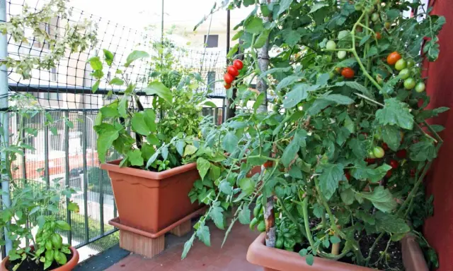 Des tomates rouges et vertes mûrissent sur des plants dans des pots sur un balcon. Un guide pour savoir comment faire pousser les tomates.