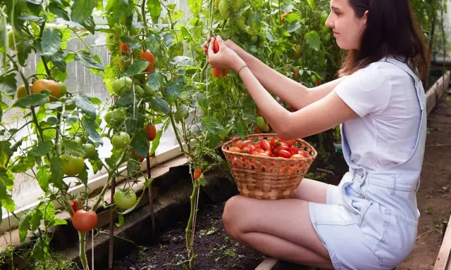 Jeune femme récoltant diverses variétés de tomates dans une serre, un panier rempli de fruits rouges à ses côtés.