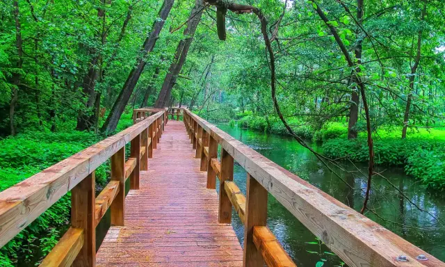 Drewniany mostek nad zieloną rzeką w lesie. Idealne miejsce na spacer, jedna z wielu atrakcji w promieniu 100 km od Radomia.