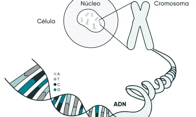 La molécula de la vida, el ADN, se organiza en cromosomas dentro del núcleo de una célula.