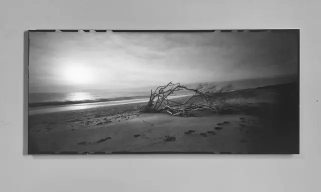 Spiaggia al tramonto con un albero contorto. L'**inkjet significato** è la stampa di questa immagine, catturando la malinconia del paesaggio.