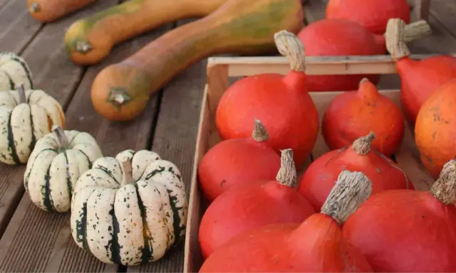 La récolte des courges est prête : des courges potimarron rouges et des courges décoratives tigrées attendent sur des planches de bois.