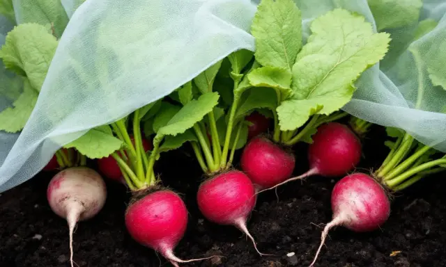 Des radis rouges et blancs, prêts à être récoltés, poussent sous un voile protecteur. Une belle réussite pour semer des radis en jardinière.