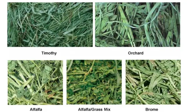 Close-ups of five types of hay: Timothy, Orchard, Alfalfa, Alfalfa/Grass Mix, and Brome.
