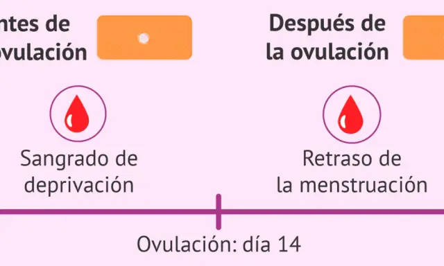 Diagrama muestra ciclo menstrual. Antes de ovulación, sangrado de deprivación. Después, retraso. Levonorgestrel puede afectar sangrado.