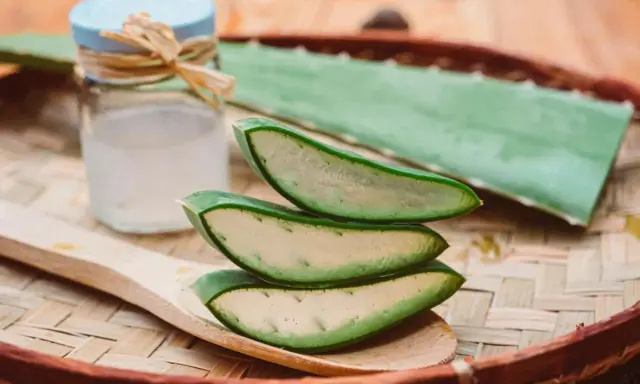 Tranches d'aloe vera sur une cuillère en bois, prêtes à apaiser un coup de soleil. Gel d'aloe vera dans un petit pot à côté.
