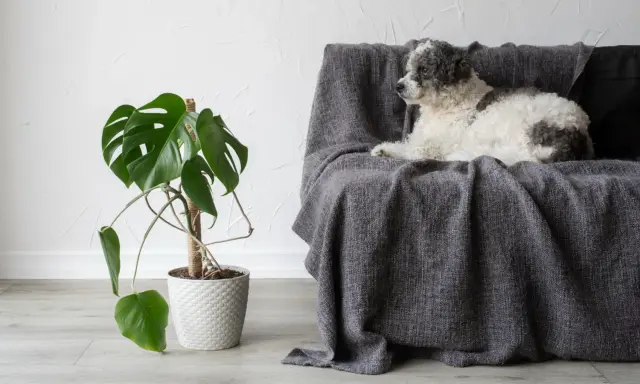 Puszysty piesek leży na kanapie obok monstery. Czy monstera jest trująca dla psa? To pytanie nurtuje wielu właścicieli czworonogów.