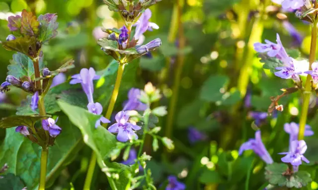 Nahaufnahme von Gundelrebenblüten. Die **Gundelrebe Wirkung** ist vielfältig, diese Pflanze blüht im Frühling.