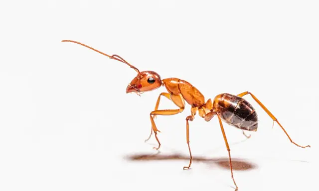 Una hormiga anaranjada, explorando el suelo de la casa, busca migas.