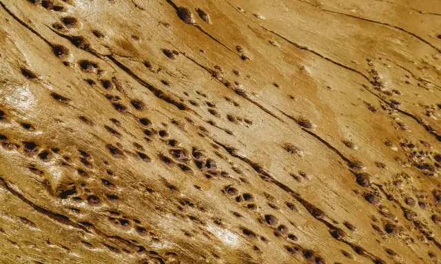 Texture dorée d'un bois ancien, parsemé de nombreux petits trous creusés par les mites.