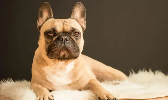Un bouledogue français beige, allongé sur un tapis blanc, me regarde avec des yeux tristes. Il semble qu'il pleure quand je pars.