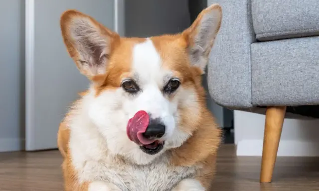 Uroczy corgi liże podłogę, szukając resztek smakołyków.