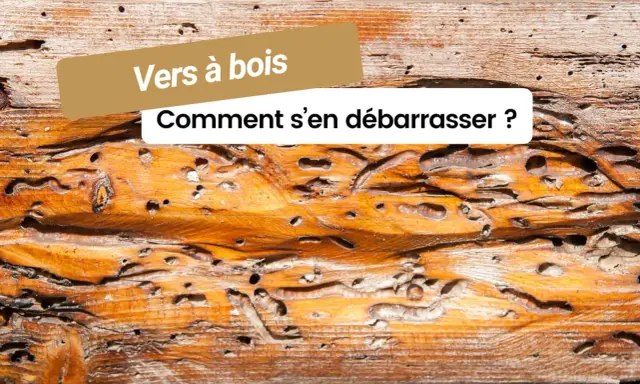 Le bois est criblé de trous, témoignage de la présence de vers à bois dangereux. Comment s'en débarrasser ?