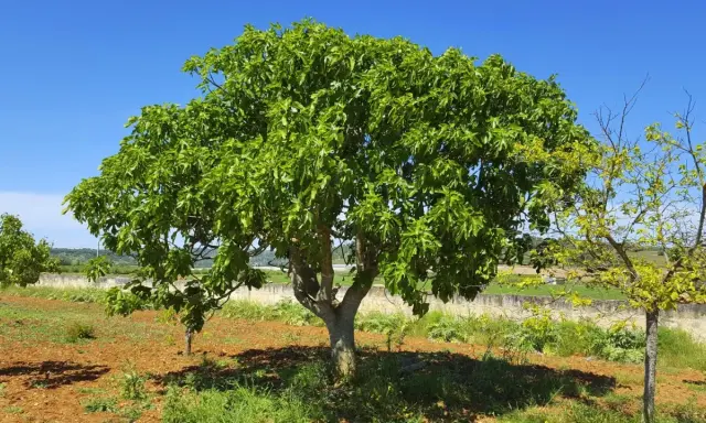 Ein üppiger Feigenbaum steht an einem sonnigen Standort im Freien. Der Boden ist rotbraun, mit etwas Gras und Büschen.