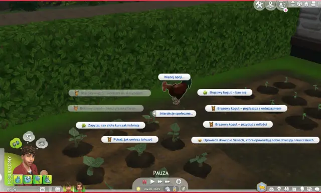 Sims 4 ciekawostki: brązowy kogut ćwiczy grę na skrzypcach, gitarze, bawi się, a nawet opowiada dowcipy o kurczakach.