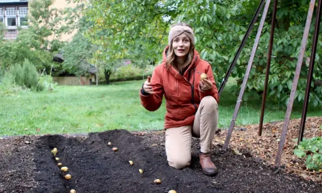 Frau pflanzt Kartoffeln im Garten. Sie hält eine Kartoffel in der Hand und zeigt auf die Reihen im Boden. Die Frage "bis wann Kartoffeln pflanzen" wird hier visuell beantwortet: jetzt ist die Zeit!