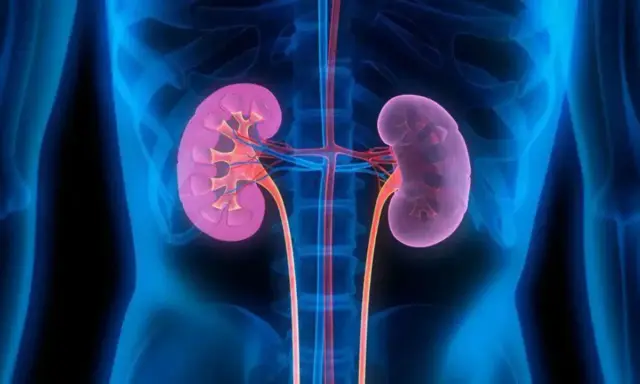 Anatomia nerek z widocznymi naczyniami krwionośnymi. Grafika może być pomocna w zrozumieniu, jak rak nerki wpływa na rokowania pacjenta.