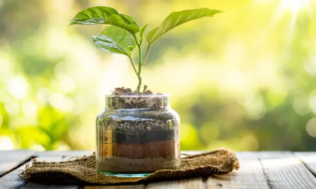 Planta joven creciendo en botes de cristal con capas de tierra y sustrato, bajo luz solar.