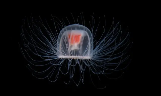 Una medusa immortale, trasparente e luminosa, con tentacoli sottili che si estendono nell'oscurità, un vero gioiello del mare.