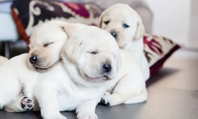 Słodkie szczenięta labradora śpią wtulone w siebie. Ciekawe, do jakiego wieku rośnie pies, gdy jest tak malutki i uroczy.