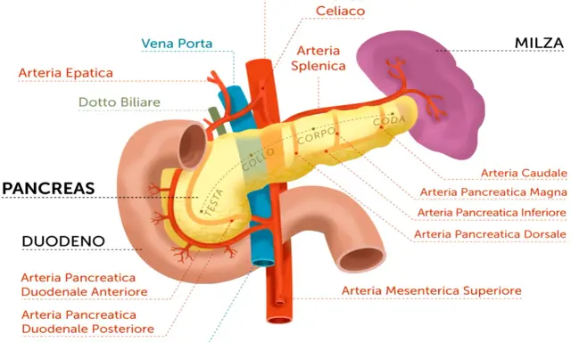 Illustrazione anatomica del pancreas, duodeno e milza, con vasi sanguigni. Il pancreas appare di colore giallo brillante, suggerendo un aspetto pancreas iperecogeno.