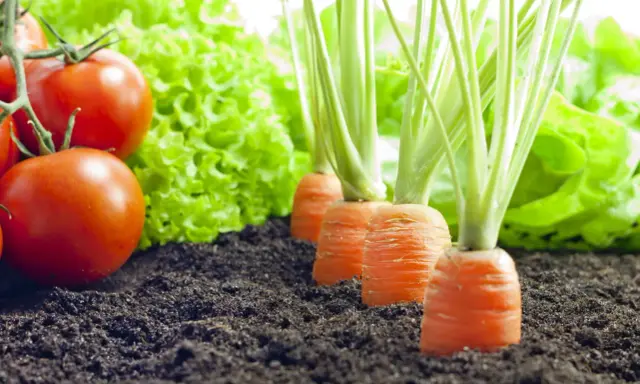 Tomates rouges mûres, laitue verte et carottes en rang. Idéal pour savoir que planter à côté des tomates pour un potager prospère.