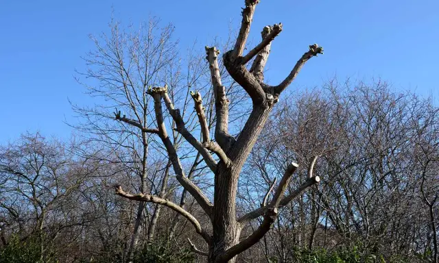 Un saule pleureur fraîchement taillé, ses branches coupées se dressent vers le ciel bleu. C'est le moment idéal pour savoir quand tailler saule pleureur.