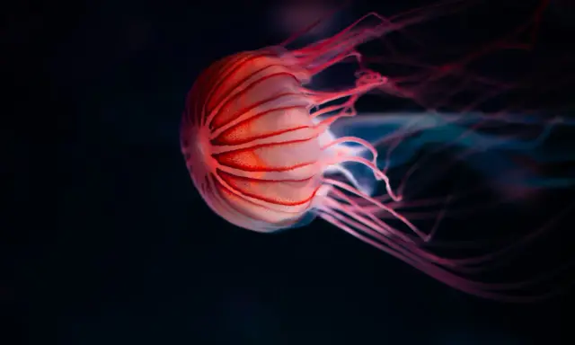 Medusa striata rosa fluttua nell'oscurità. La sua vita è un mistero, ma la sua bellezza è innegabile.