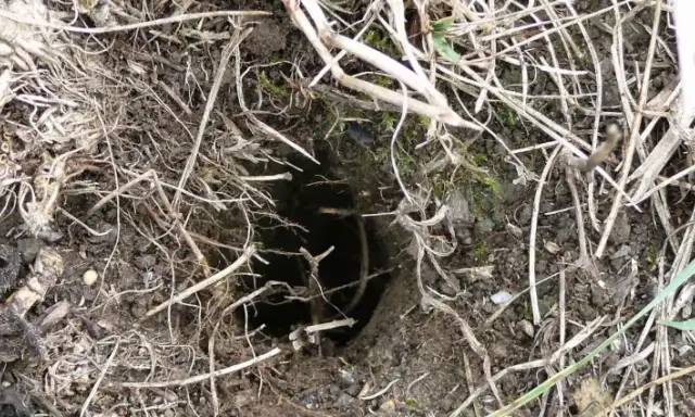 Un trou de hérisson dans le jardin, caché sous des feuilles mortes et des brindilles. Un petit passage sombre vers un abri secret.