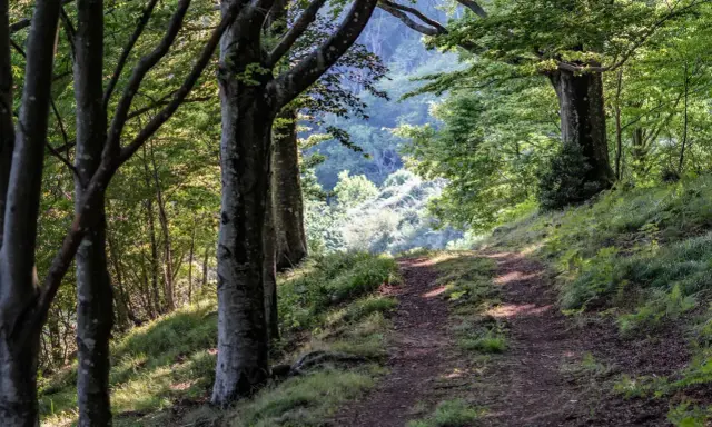 Sentiero nel bosco, tra alberi secolari e vegetazione lussureggiante. Un invito a esplorare cosa vedere in questo acquerino naturale.