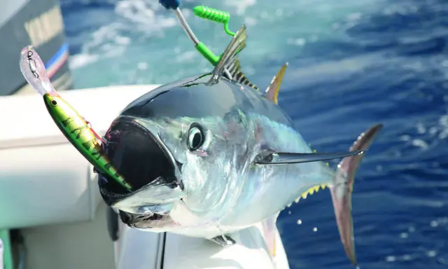 Un tonno record con un'esca in bocca, pronto per essere issato a bordo. La sua bocca spalancata mostra la potenza di questo pesce.