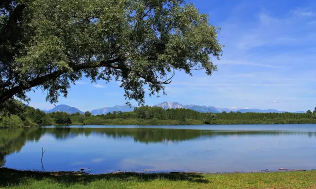 Un ramo di un grande albero ombreggia la riva erbosa del lago di Ragogna. Le montagne sullo sfondo si riflettono sull'acqua calma.