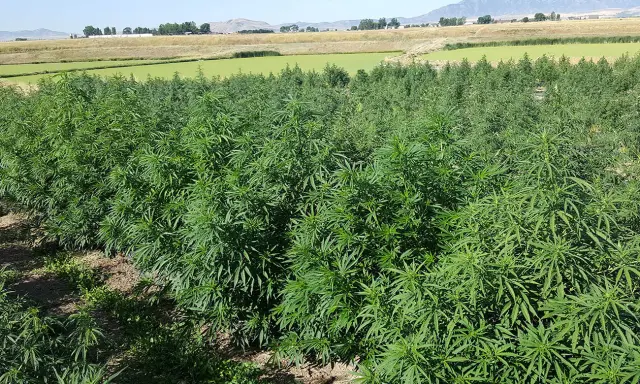 A field of lush green hemp plants under a clear blue sky. This image shows what hemp looks like growing, a versatile plant with many uses.