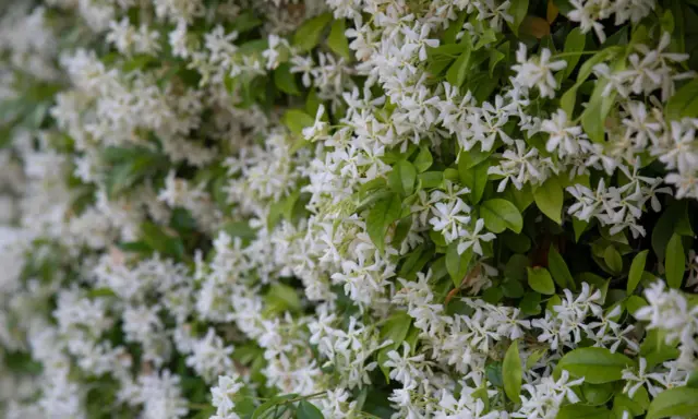 Fiche technique : le trachelospermum jasminoides, une profusion de petites fleurs blanches étoilées sur un feuillage vert luxuriant.